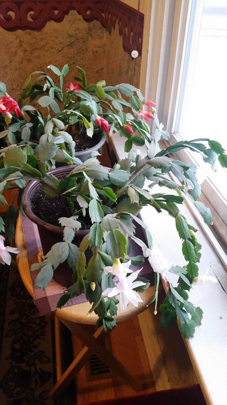 Heartland Haven Bed and Breakfast | 240 5th Ave SE, Three Hills, AB T0M 2A0, Canada | Phone: (403) 443-1463