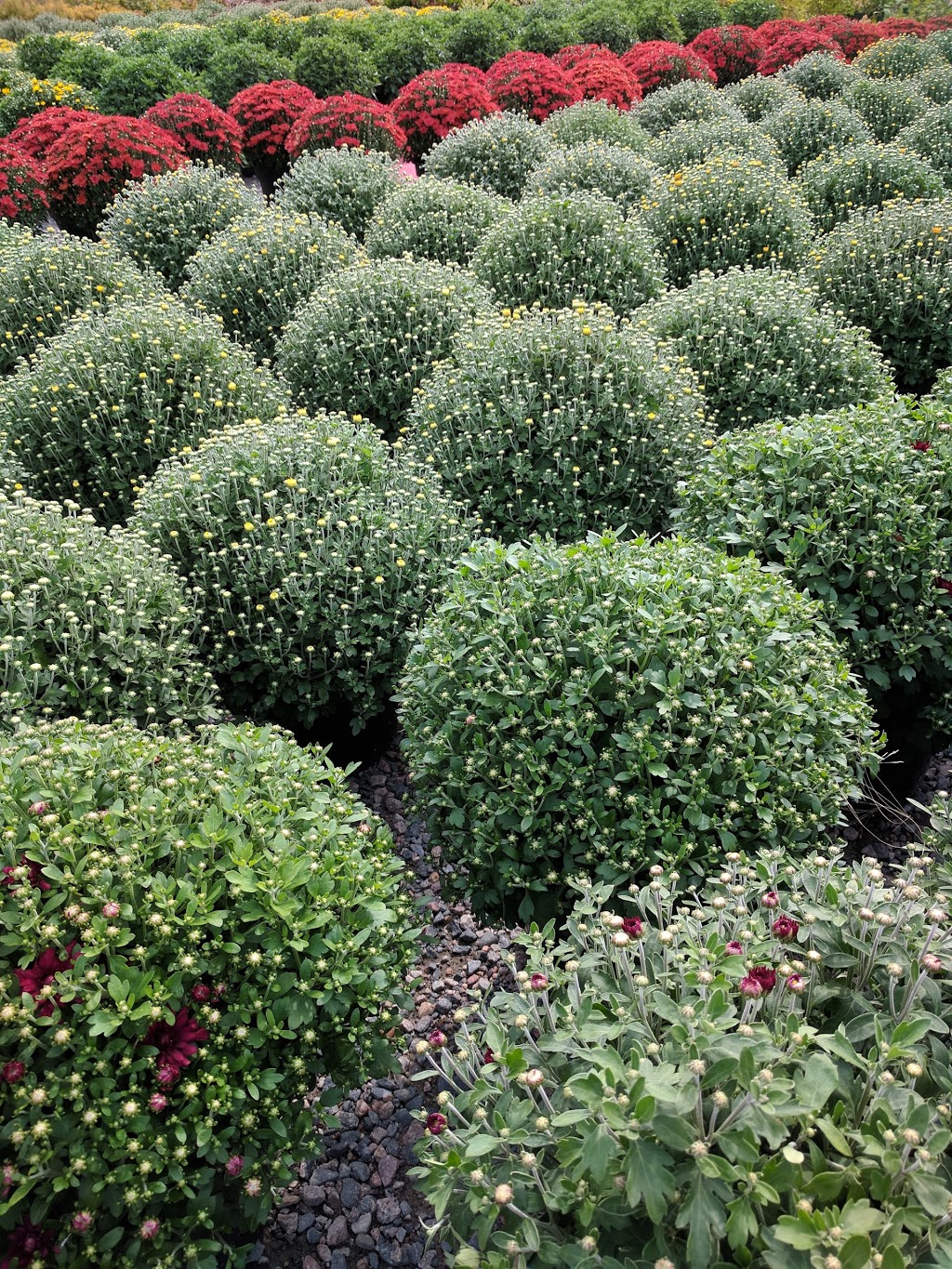 Johns Flower Shop & Garden Centre | 13 Finn Rd, McKerrow, ON P0P 1M0, Canada | Phone: (705) 869-2649