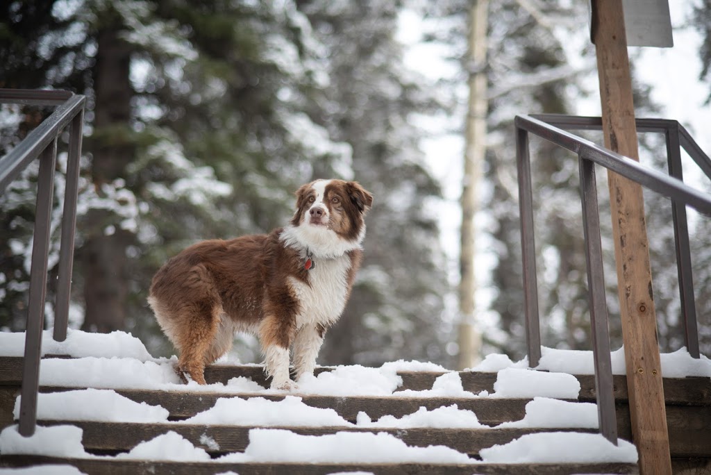 Fish Creek 24 Hour Pet Hospital | 15311 Bannister Rd SE, Calgary, AB T2X 1Z3, Canada | Phone: (403) 873-1700