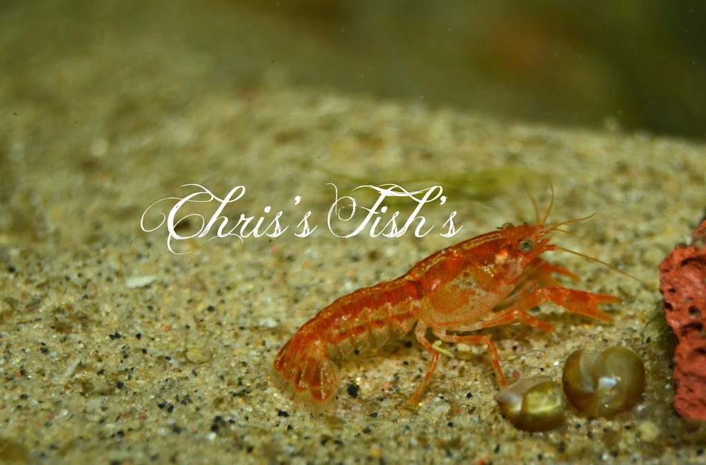 Chriss Fishs (appointments only please call) | 10423 172 Ave NW, Edmonton, AB T5X 4X4, Canada | Phone: (587) 643-3474