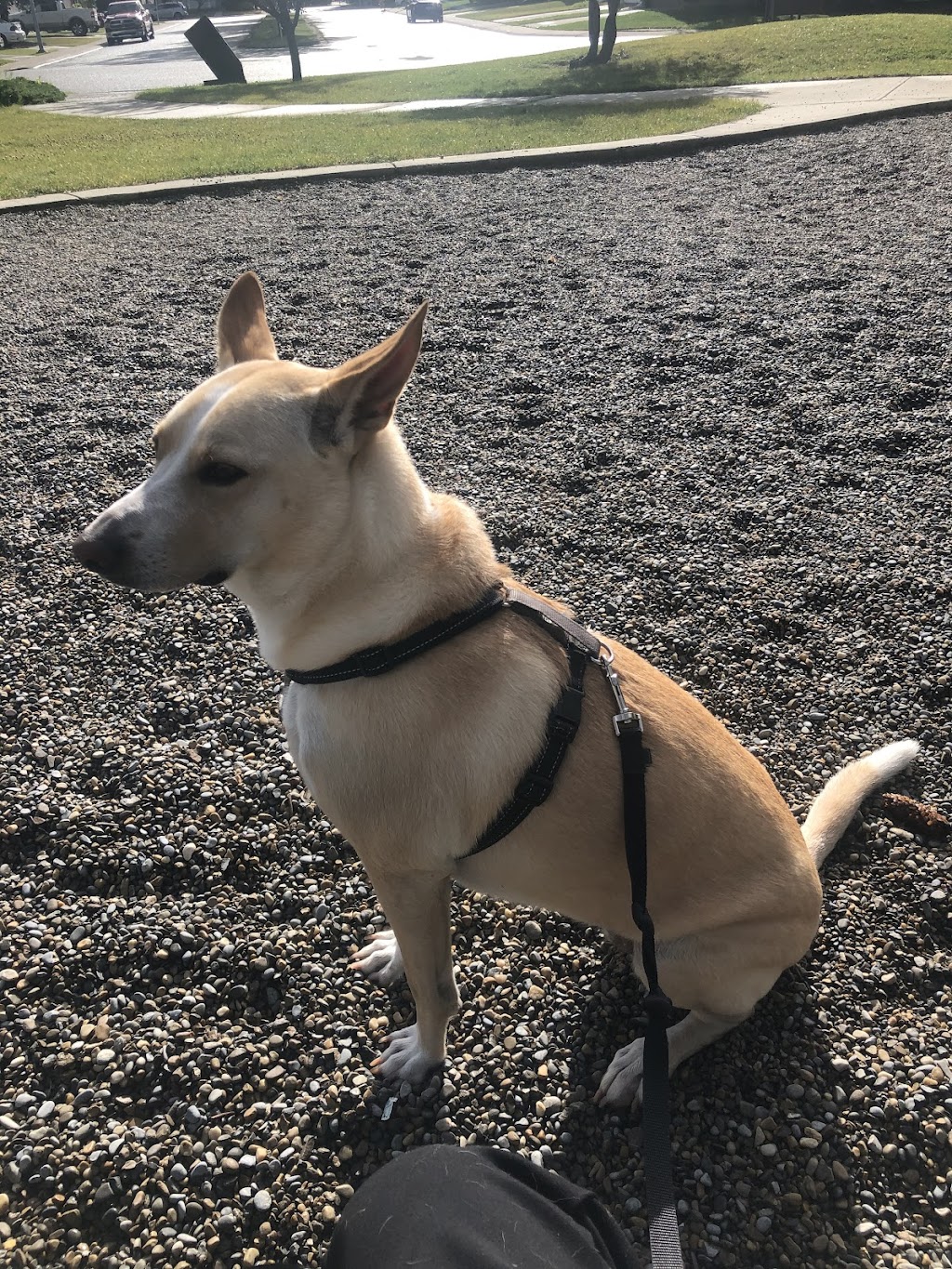 Cathys Dog daycare & Boarding | 3275 88 St SE, Calgary, AB T1X 0L5, Canada | Phone: (587) 889-3164