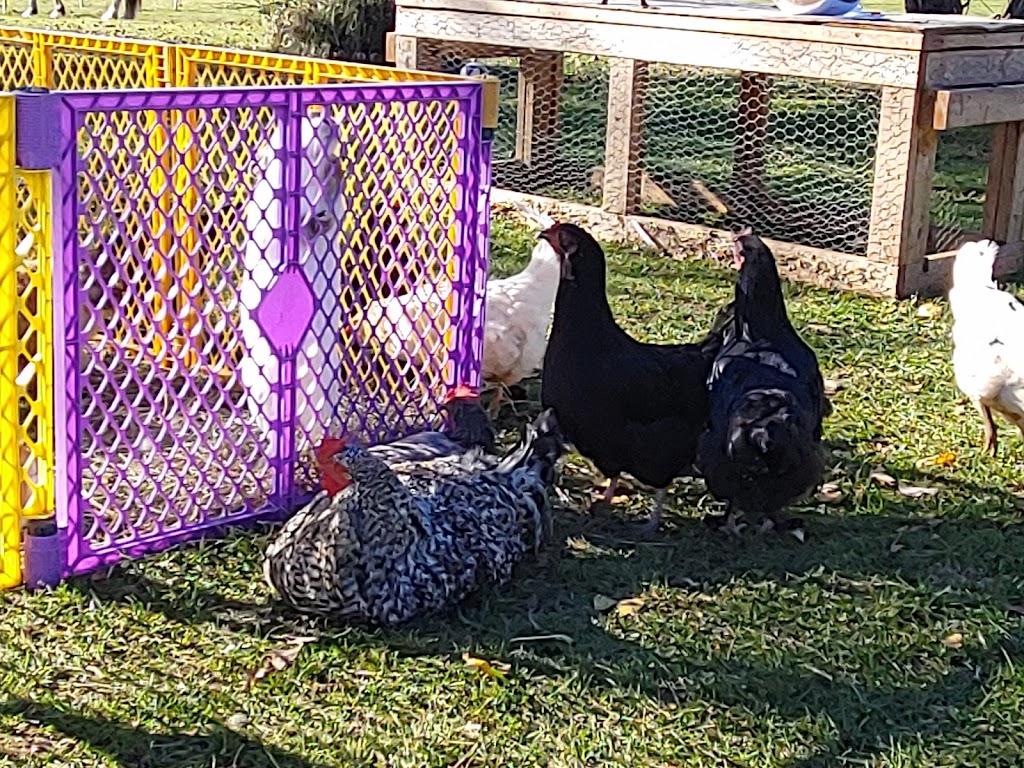 The Healing Farm | 7847 NB-116, Bass River, NB E4T 1L4, Canada | Phone: (506) 705-6191
