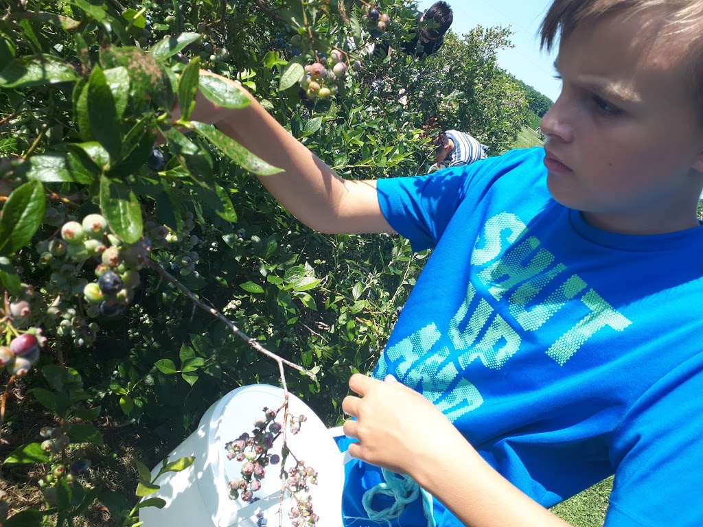 Walkers Blueberries | 1567 Bean Rd, New Hamburg, ON N3A 2X2, Canada | Phone: (519) 662-2558
