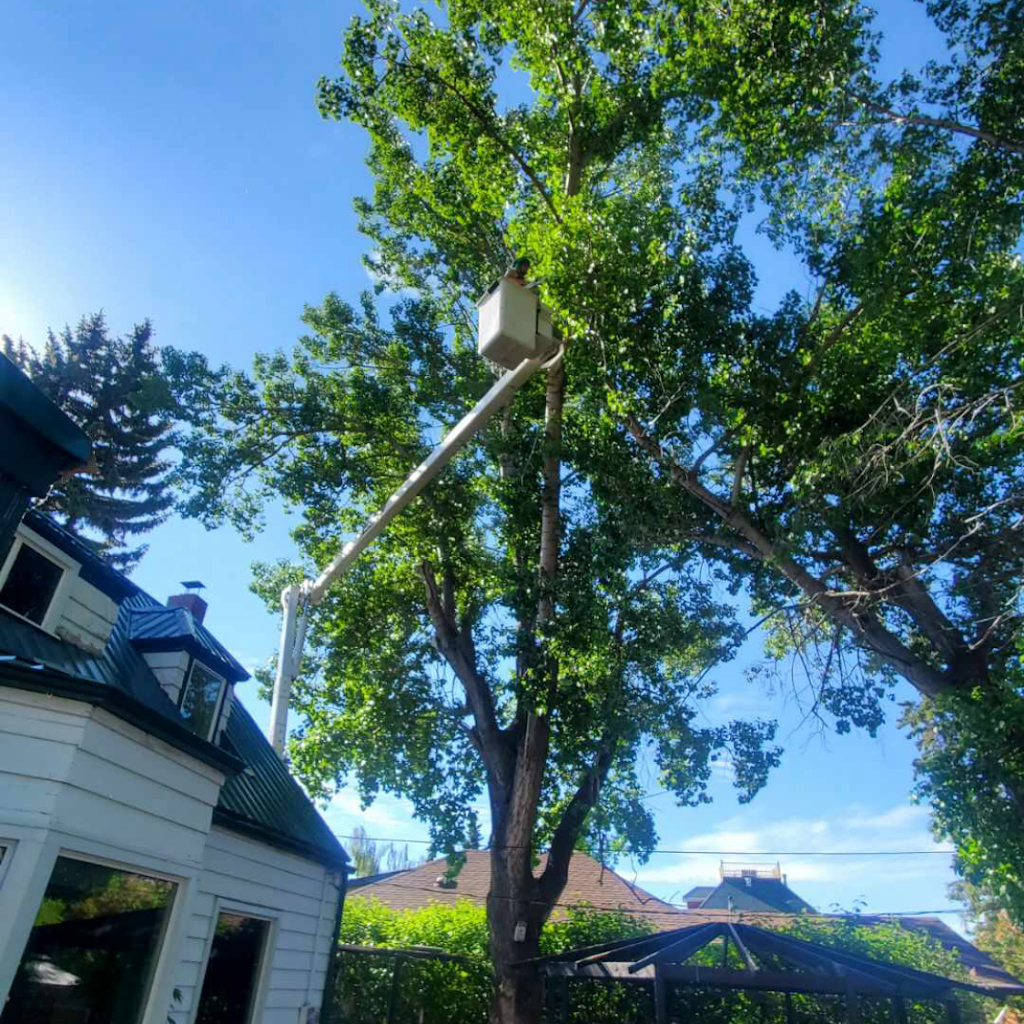 Precise Pruning Ltd | 30 East Lake Hill NE, Airdrie, AB T4A 2K2, Canada | Phone: (403) 948-6174