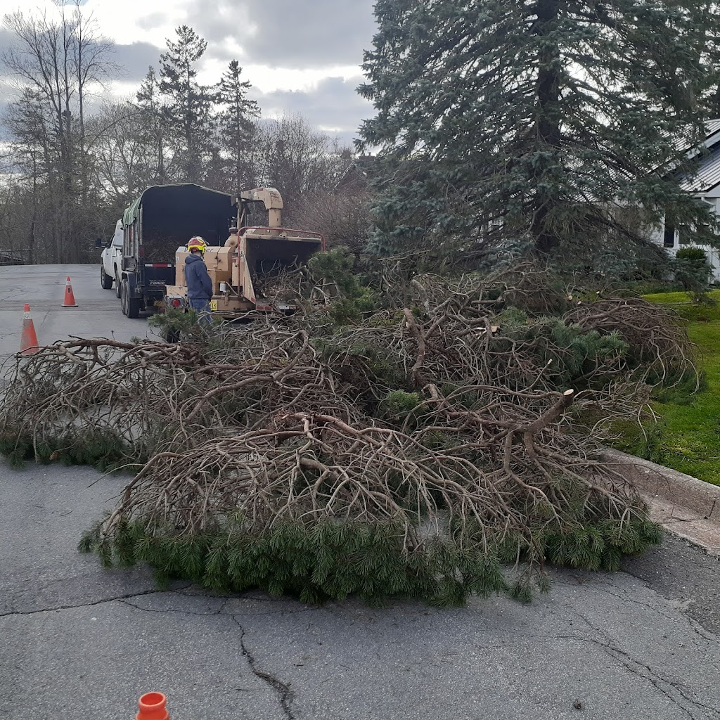 Shaded Tree Service | 10 Mountain Lee Rd, North River, NS B6L 6G8, Canada | Phone: (902) 890-2081