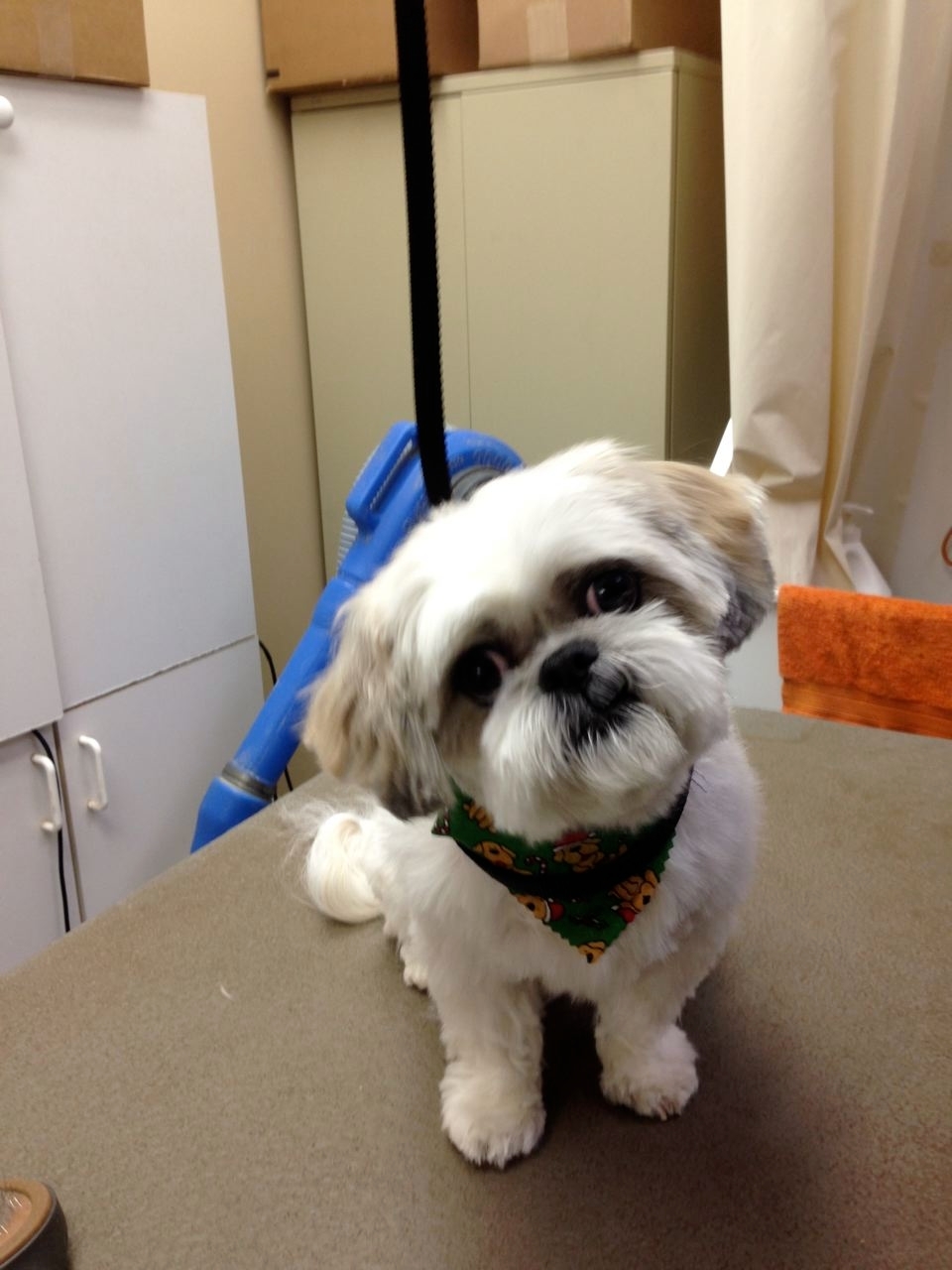 Wags n Whiskers | 3550 Dundas St, Burlington, ON L7M 4B8, Canada | Phone: (905) 616-0025