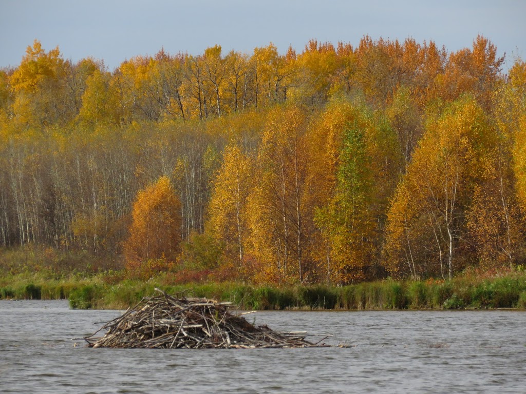 Tawayik Lake Trail | Tawayik Lake Access Rd, Ardrossan, AB T8G 2A6, Canada | Phone: (877) 737-3783