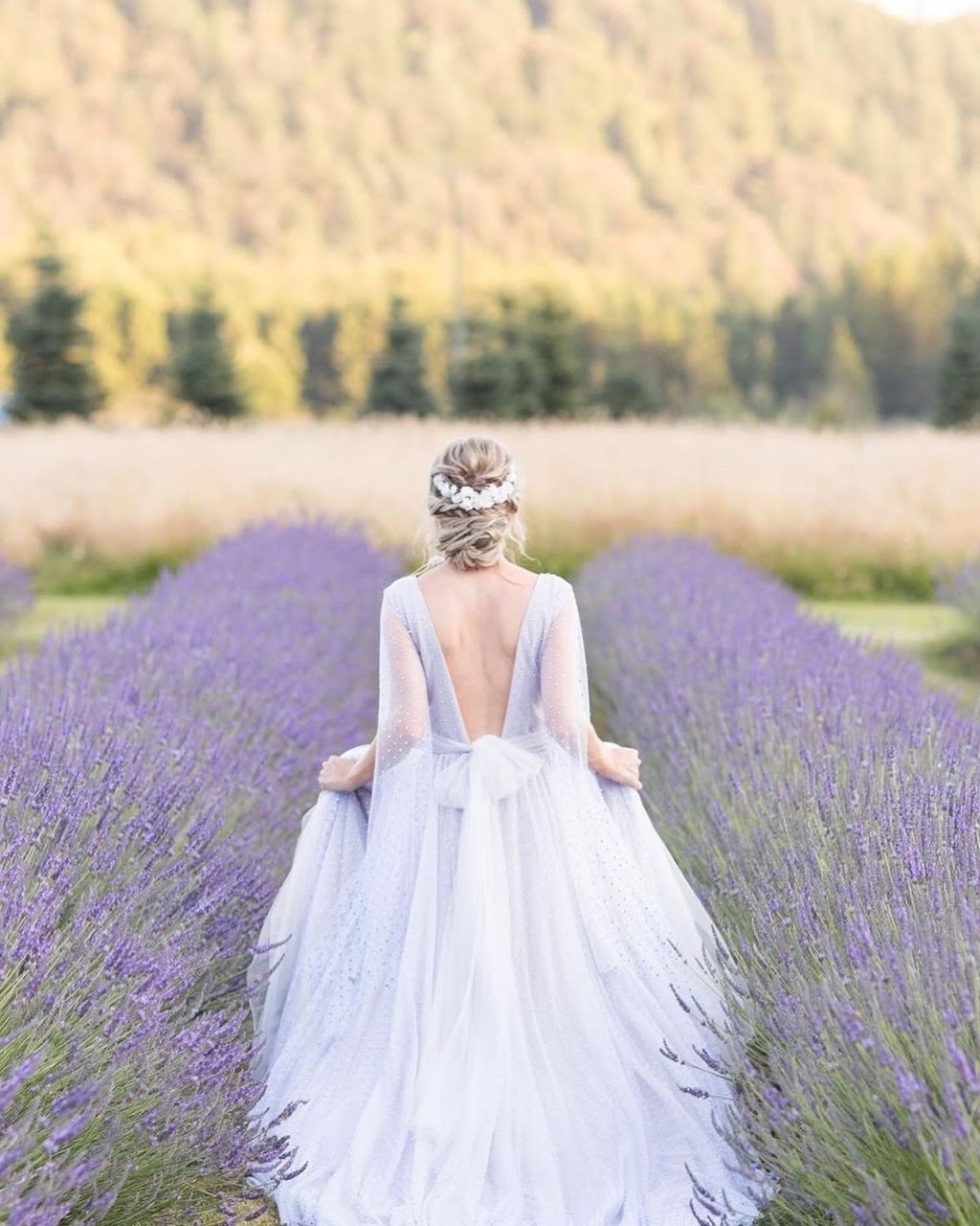 Windward Lavender | 231 Columbia Valley Rd, Lindell Beach, BC V2R 4X6, Canada | Phone: (604) 825-8354