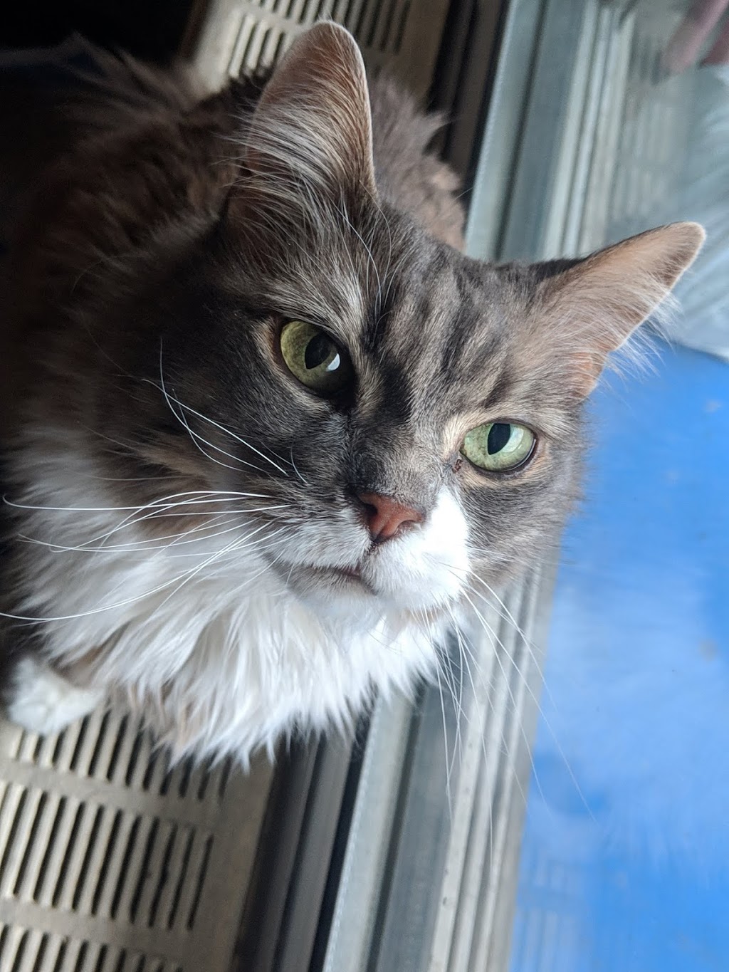 Central Toronto Veterinary Referral Clinic | 1051 Eglinton Ave W, York, ON M6C 2C9, Canada | Phone: (416) 784-4444