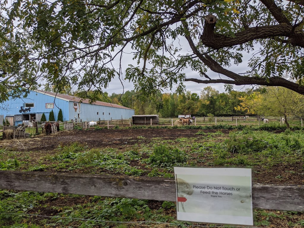 Companions for Life | 302 Grey County Rd 21, The Blue Mountains, ON L9Y 0K8, Canada | Phone: (705) 443-8344