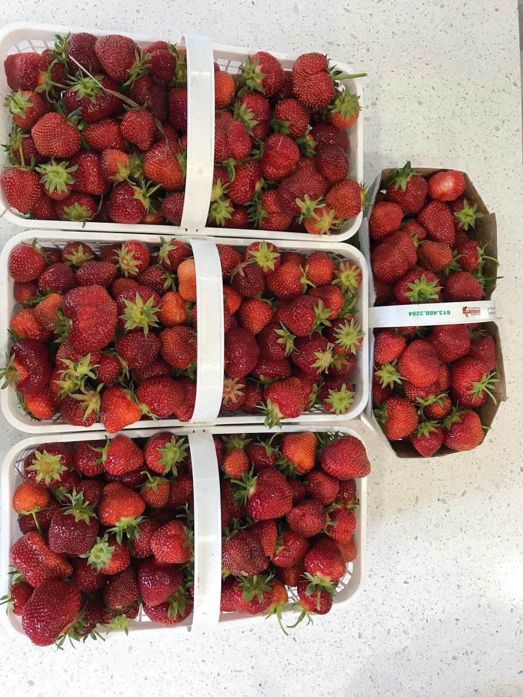 Fraisiere Duquette Strawberries | 2236 Champlain Rd, Clarence Creek, ON K0A 1N0, Canada | Phone: (613) 488-3284