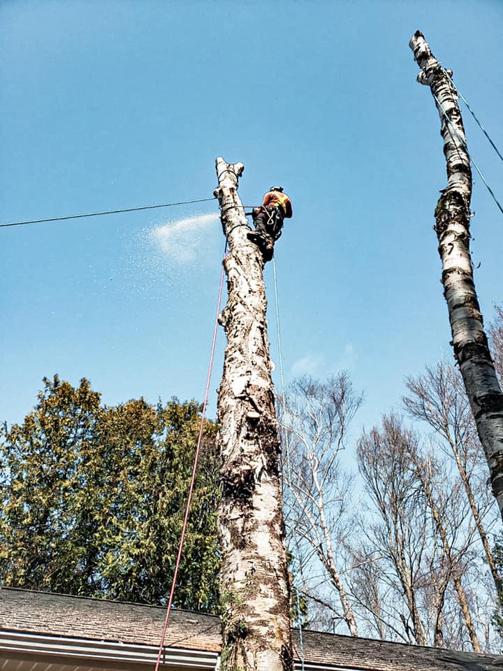 Great Lakes Tree Experts (4) | 286 Balmy Beach Rd, Owen Sound, ON N4K 5N4, Canada | Phone: (226) 668-4961