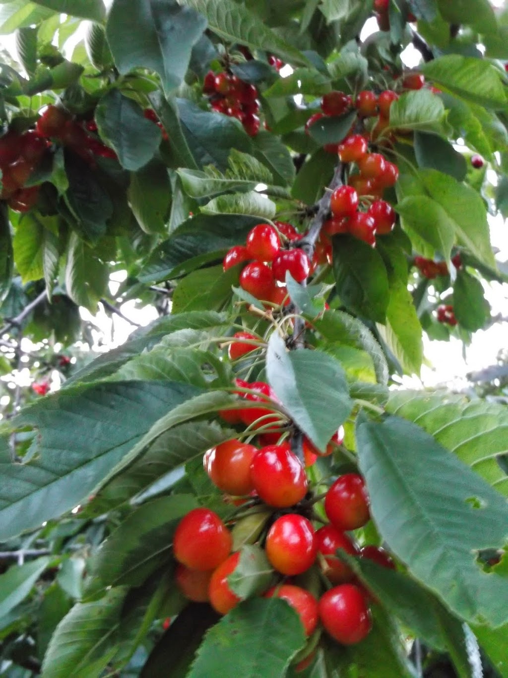 keyzers fruit farm | 3584 Bruce Road 1, Paisley, ON N0G 2N0, Canada | Phone: (519) 353-5211
