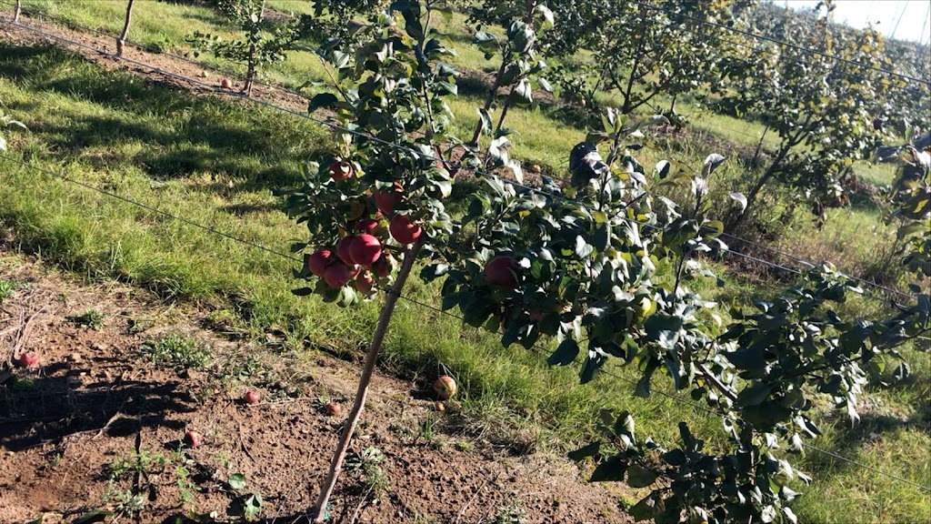 Canadian National Growers Inc. | 476 Chem. Perry, Sainte-Anne-de-Kent, NB E4S 1C6, Canada | Phone: (506) 743-1030