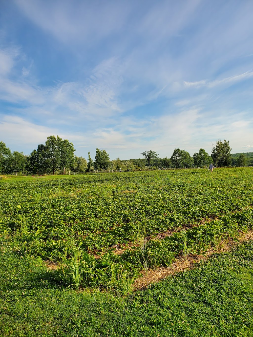 Fraisière Nadeau | 294 Rue de lÉglise, Saint-François-Xavier-de-Brompton, QC J0B 2V0, Canada | Phone: (819) 845-2790