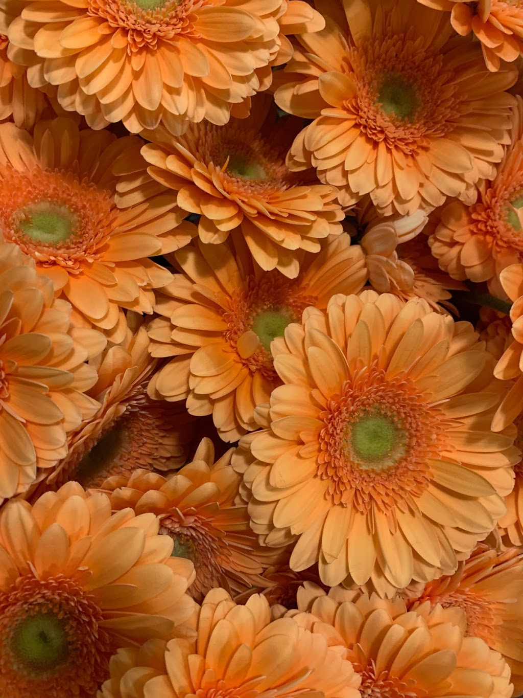Hollandia Greenhouses,Ltd. | 19731 Richardson Rd, Pitt Meadows, BC V3Y 1Z1, Canada | Phone: (604) 460-1866