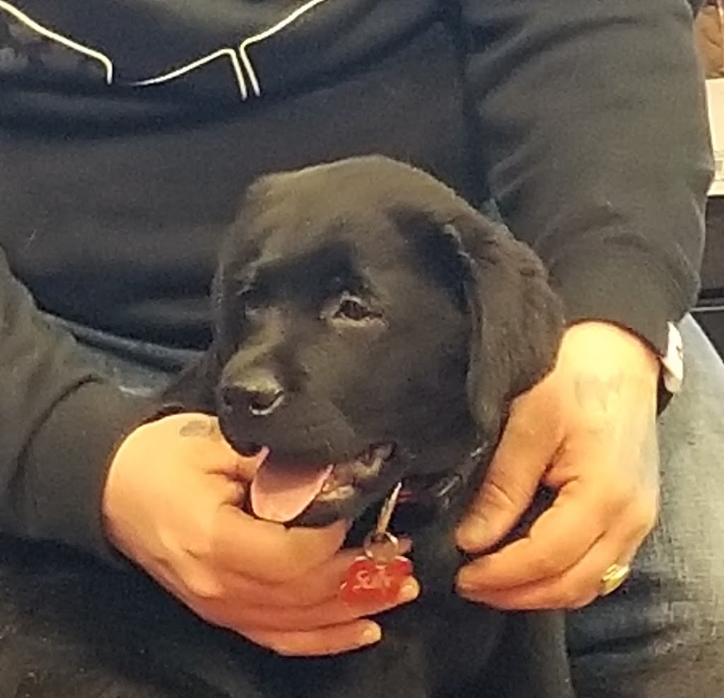 Pet Valu | 4 Forest Hills Pkwy, Dartmouth, NS B2W 5G7, Canada | Phone: (902) 466-1781