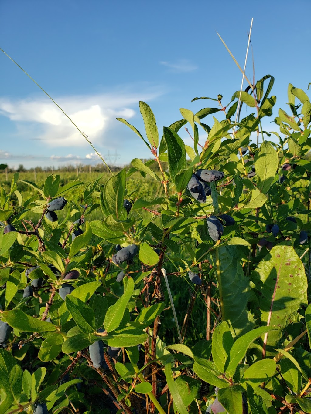 Blas Berry Orchard | 51009B, Range Rd 273, Spruce Grove, AB T7Y 1H5, Canada | Phone: (780) 803-8808