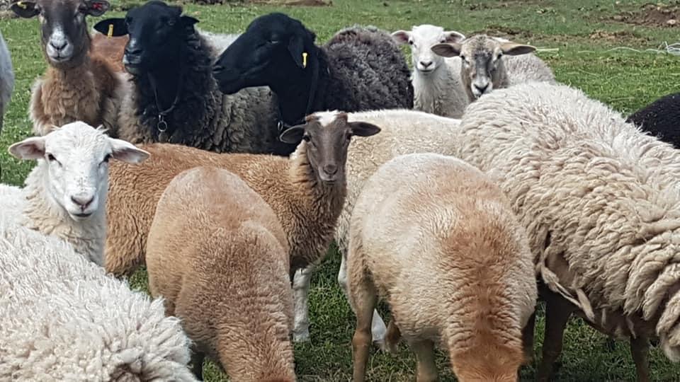 Belding Hill Farms | 404 Ravine Rd, Norton, NB E5N 7S9, Canada | Phone: (506) 832-3752