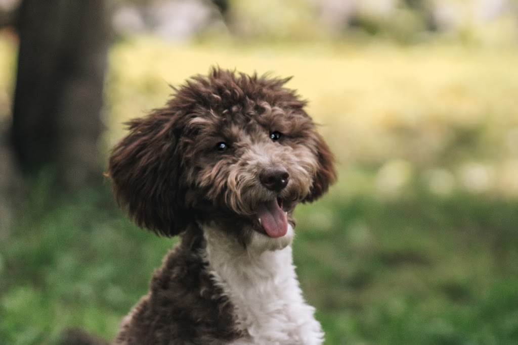 Passion Canine | Rue Gauthier, Val-des-Monts, QC J8N 7T3, Canada | Phone: (438) 521-3344