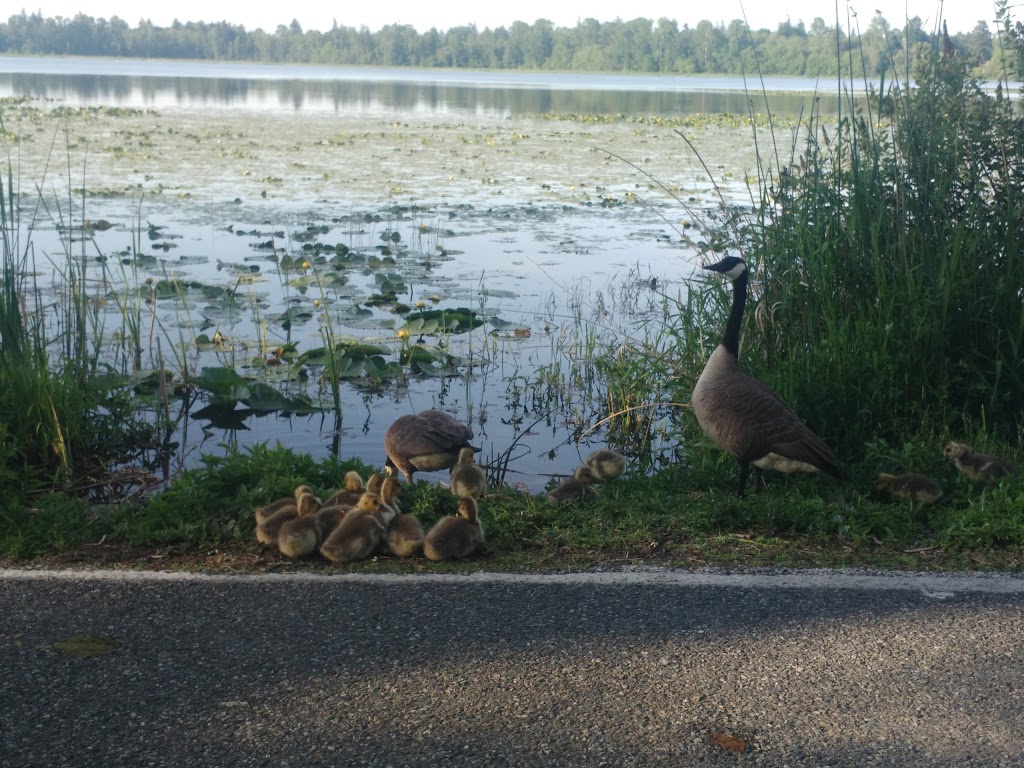 Lake Terrell State Game Refuge | Ferndale, WA 98248, USA | Phone: (360) 384-4723