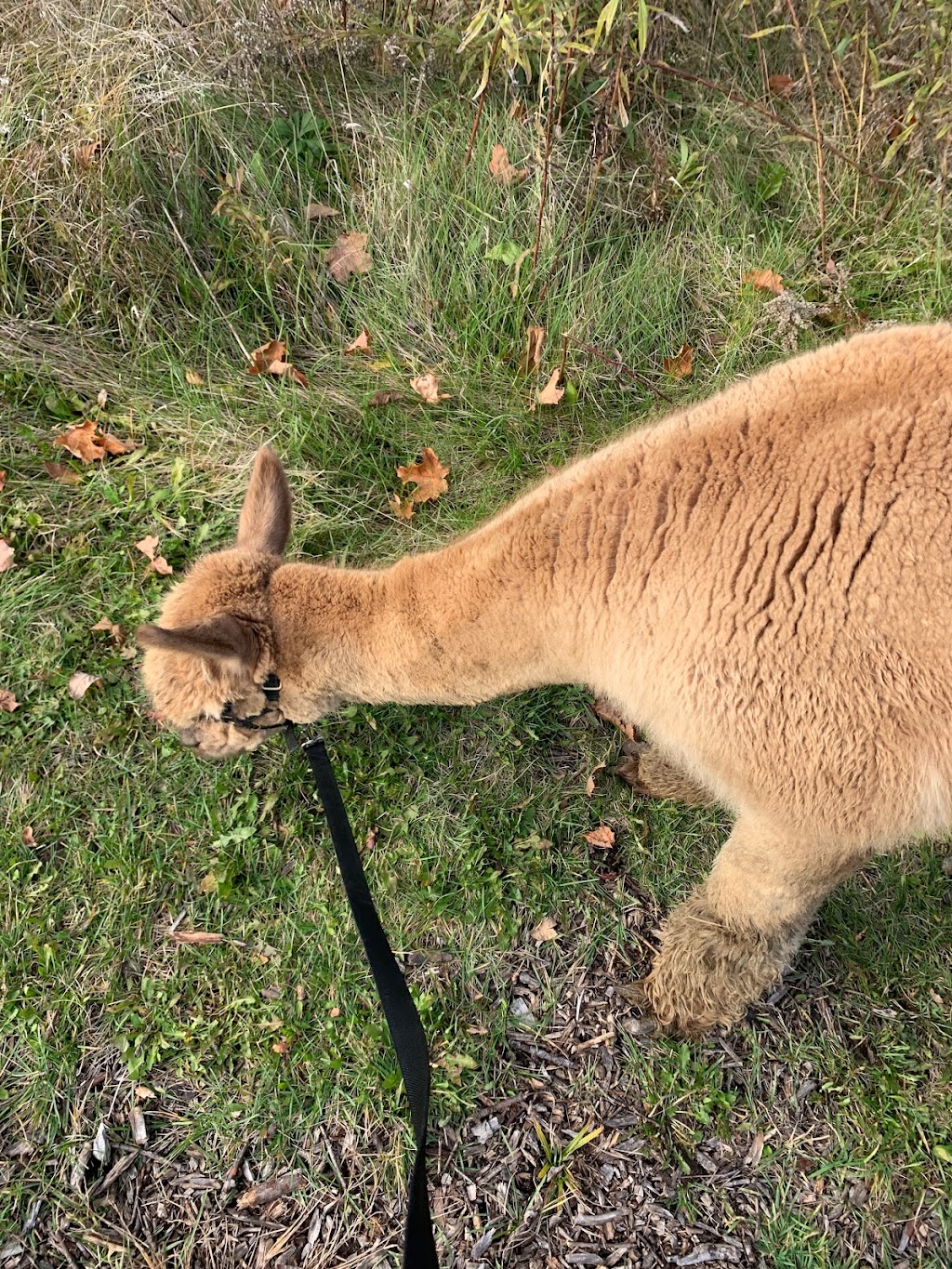 Wanderlight Alpaca Experience | 874 Lynchs Rock Rd, Lakefield, ON K0L 2H0, Canada | Phone: (705) 652-0987