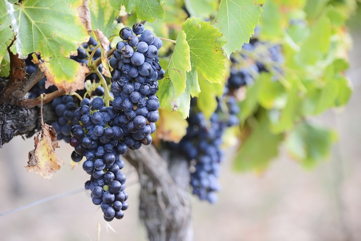 Wine Kitz | 2773 Barnet Hwy, Coquitlam, BC V3B 1C2, Canada | Phone: (604) 472-1188