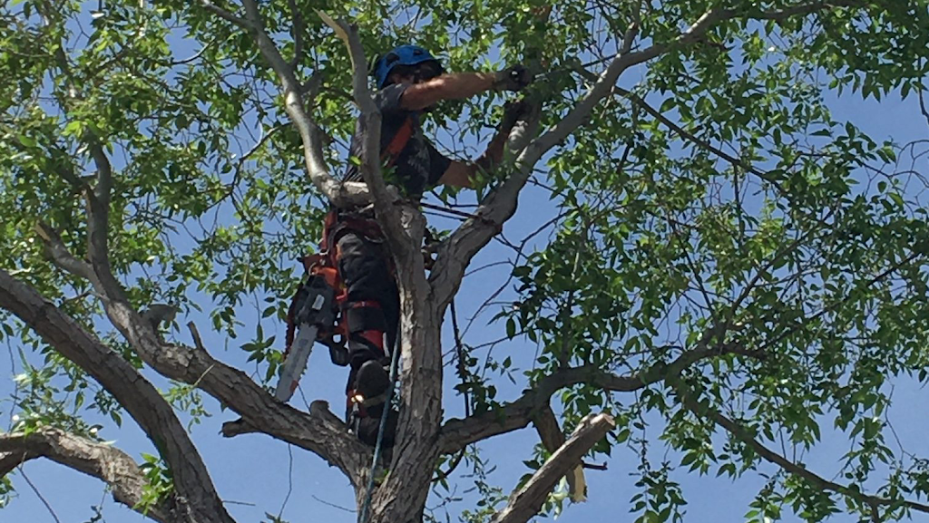 Bordernorth Tree Services & Construction | 224028 Priddis Ridge Rd W, Priddis, AB T0L 1W1, Canada | Phone: (587) 216-8372