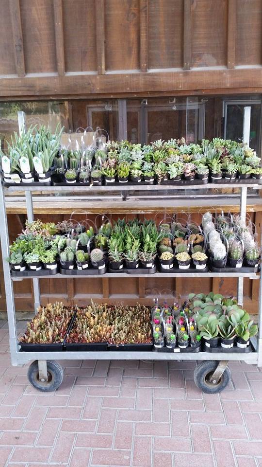 Pioneer Nursery | 632 Van Buren St, Kemptville, ON K0G 1J0, Canada | Phone: (613) 258-5555
