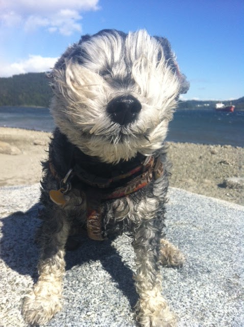VCA Canada Blueridge-Cove Animal Hospital | 165 Riverside Dr W, North Vancouver, BC V7H 1T6, Canada | Phone: (604) 929-3491