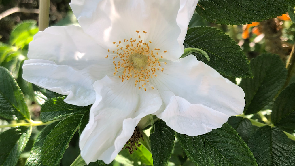 Zoe Macdonald, Registered Acupuncturist | 643 Main St, Mahone Bay, NS B0J 2E0, Canada | Phone: (902) 471-5699