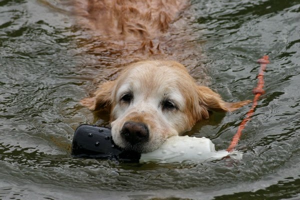 Wet Noses | 223042 AB-24, Carseland, AB T0J 0M0, Canada | Phone: (403) 901-2120