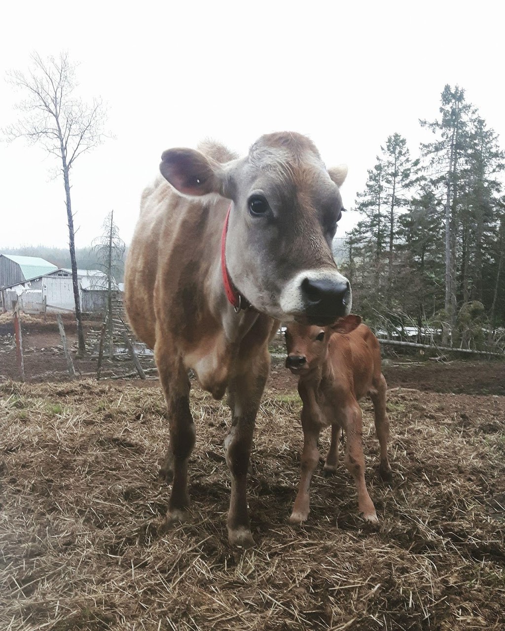 Belding Hill Farms | 404 Ravine Rd, Norton, NB E5N 7S9, Canada | Phone: (506) 832-3752