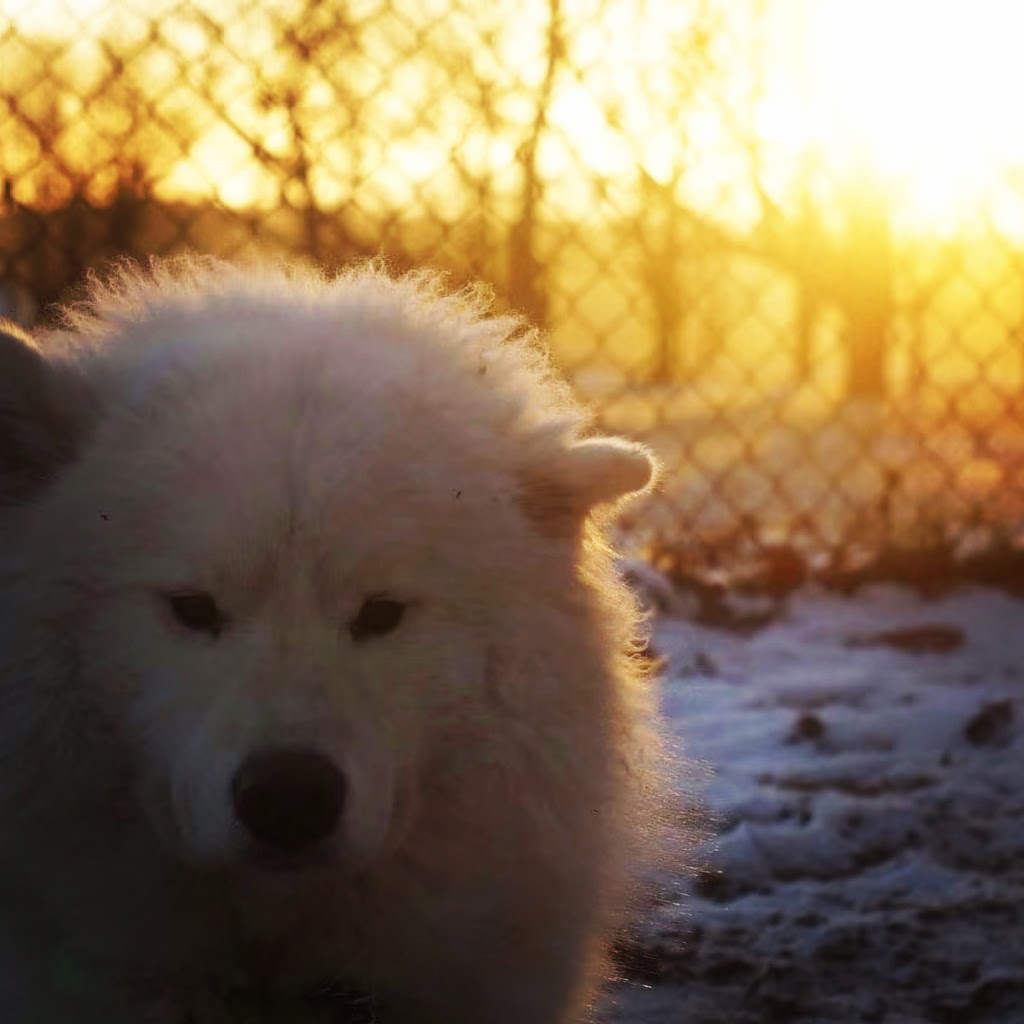 cool-dog | 851 Rue Scott, Granby, QC J2H 0L1, Canada | Phone: (514) 292-5737