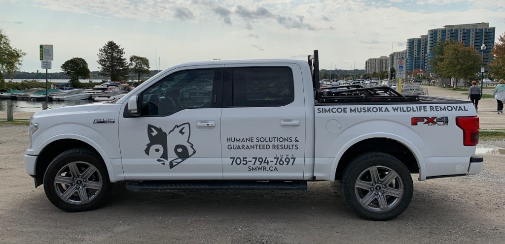 Simcoe Muskoka Wildlife Removal | 67 The Queensway, Barrie, ON L4M 7J3, Canada | Phone: (705) 794-7697