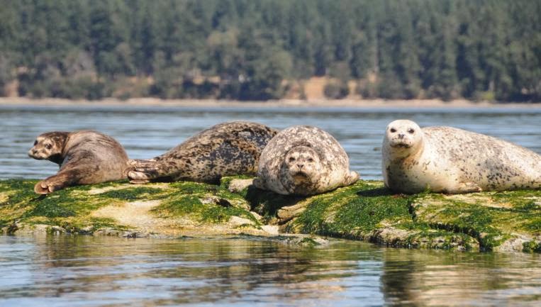 Surfside Adventure Tours | 104 Paddock Pl, Victoria, BC V9B 5G1, Canada | Phone: (778) 770-1312