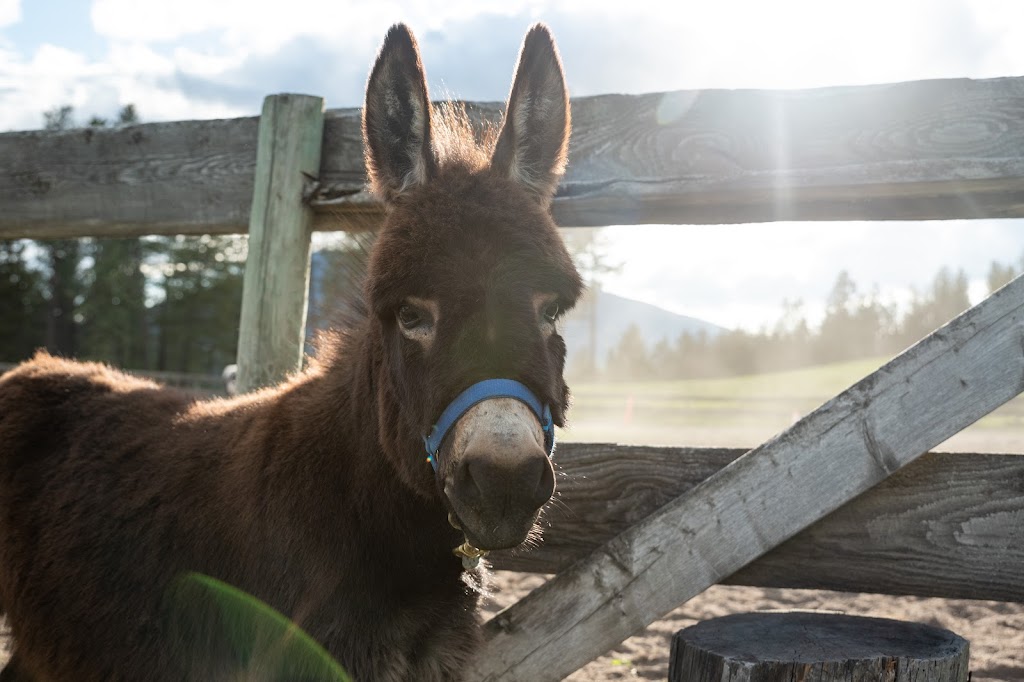 Freedom Equine Association | 4344 Fenwick Rd, Wardner, BC V0B 2J0, Canada | Phone: (250) 430-2233
