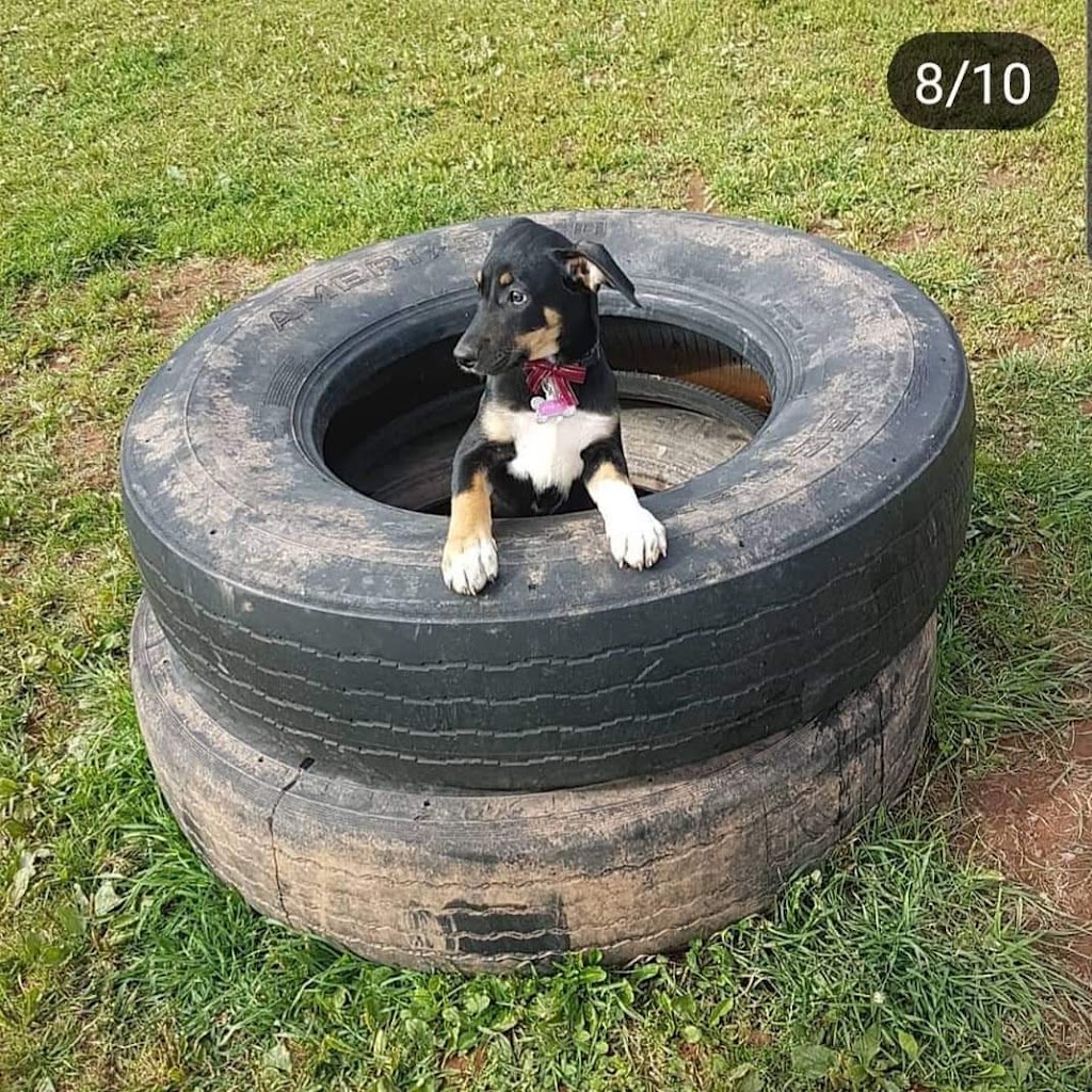 PEI Humane Society | PEI Humane Society, 309 Sherwood Rd, Charlottetown, PE C1E 0E5, mailing, 309 Sherwood Rd, Charlottetown, PE C1A 9E3, Canada | Phone: (902) 892-1190