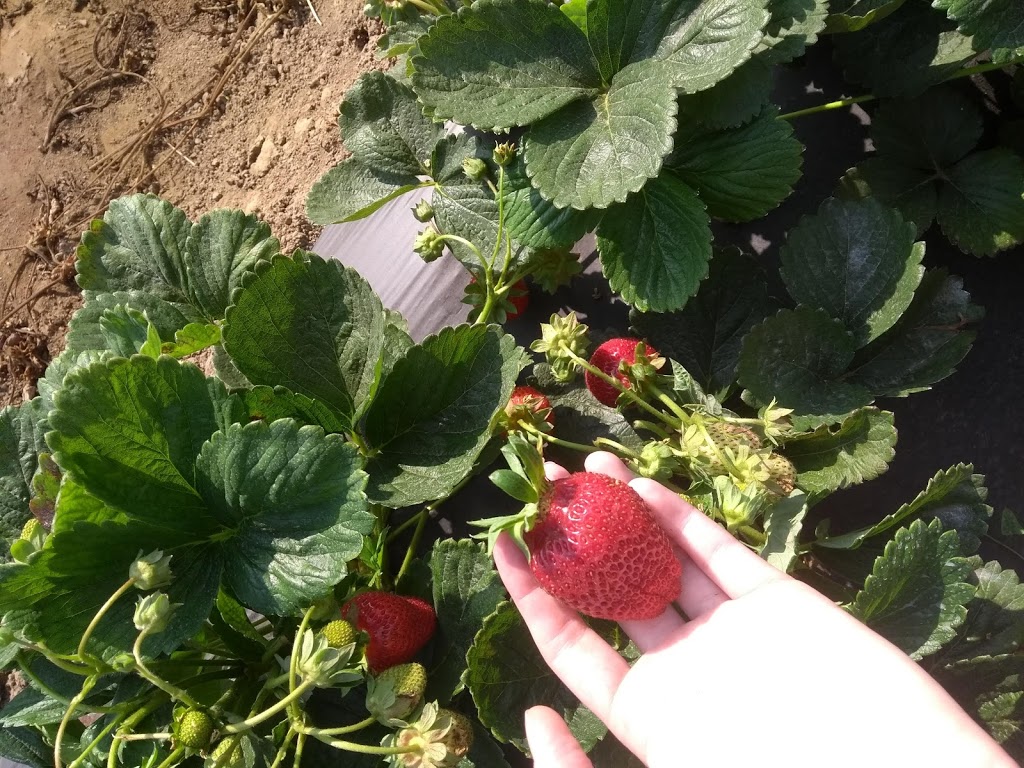 Willems Berry Farm | 33736 Vye Rd, Abbotsford, BC V2S 8A9, Canada | Phone: (604) 864-1149