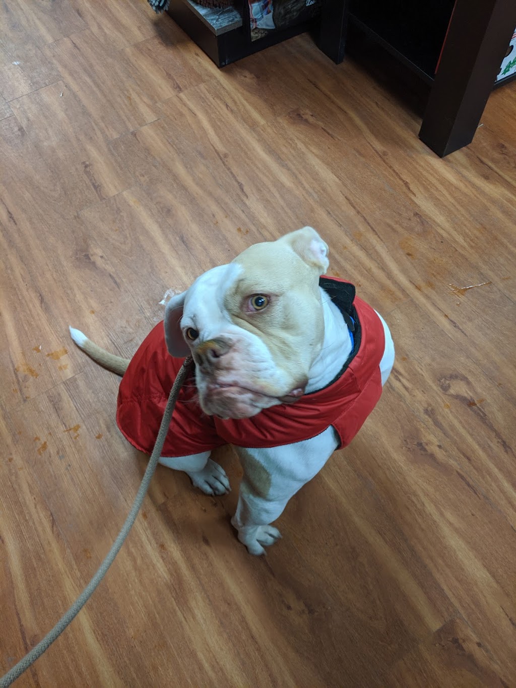 Pet Valu | 165 Wellington St W, Barrie, ON L4N 1L7, Canada | Phone: (705) 726-1721