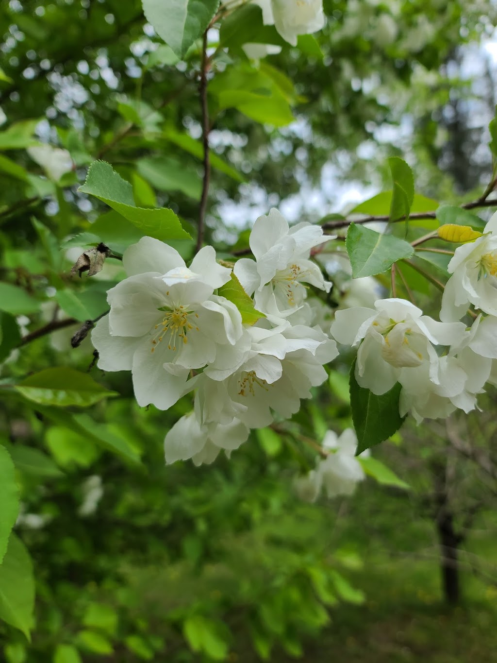Trout River Golf | 2222 Chem. Watson, Athelstan, QC J0S 1A0, Canada | Phone: (450) 264-2272