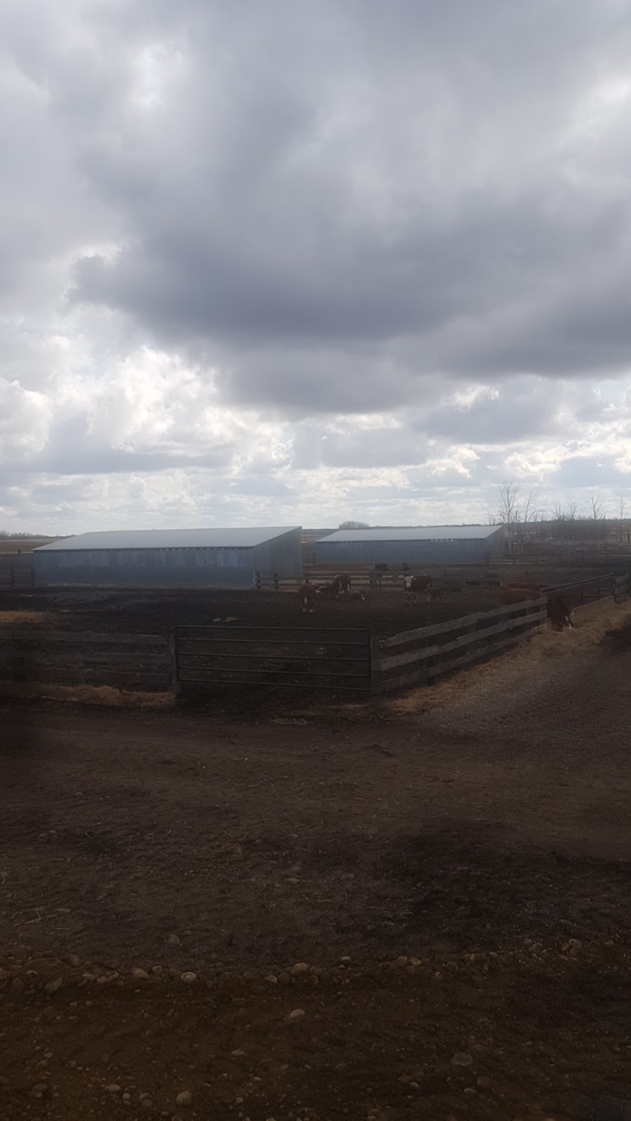 Pleasant Valley Ranch | RR1, Clive, AB T0C 0Y0, Canada | Phone: (403) 588-0972