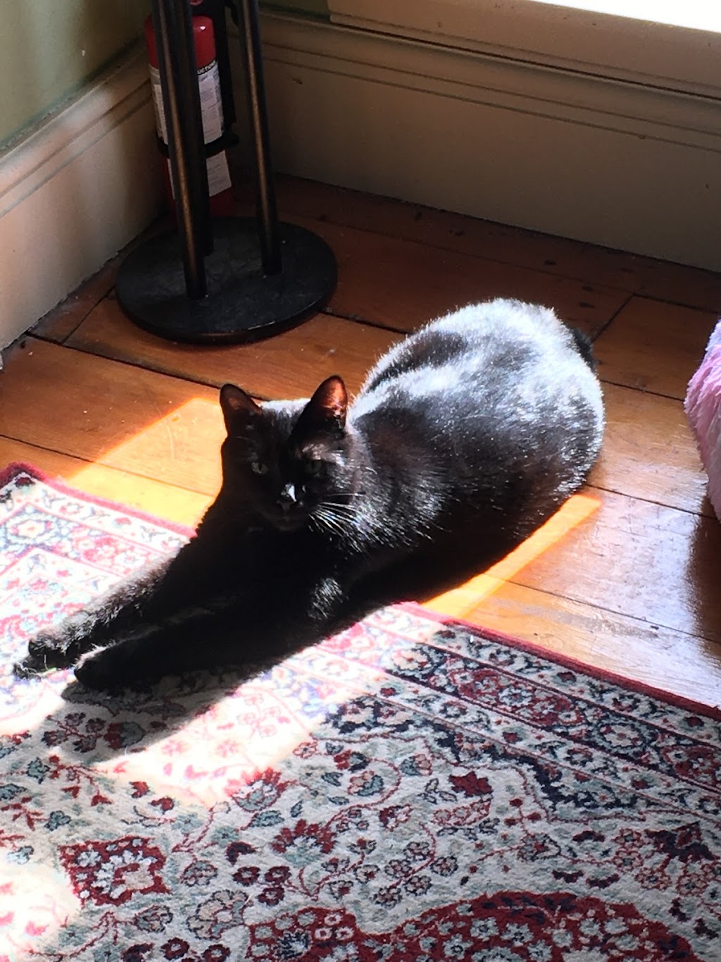 Pet Valu | 12 Elizabeth St, Brighton, ON K0K 1H0, Canada | Phone: (613) 475-4050