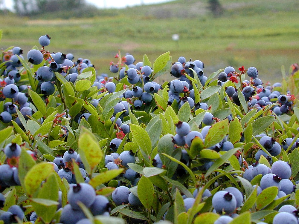 BeeCee Farm Wild Blueberries | 1243 New France Rd, Afton Station, NS B0H 1A0, Canada | Phone: (902) 318-9934
