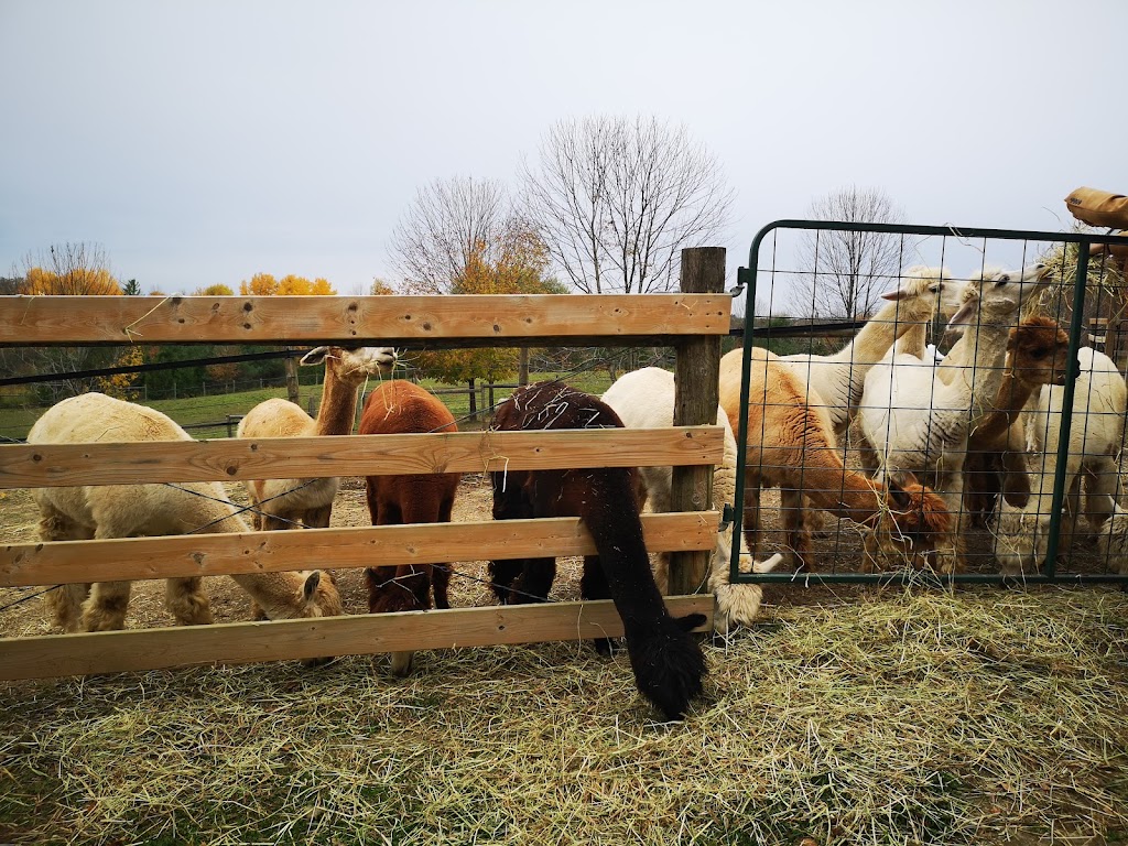 Twistlane Alpacas | 1570 Concession 3 Rd, Goodwood, ON L0C 1A0, Canada | Phone: (416) 818-7841