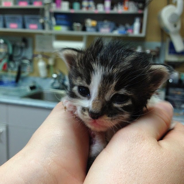 Pacific Cat Clinic | 3555 Ravine Way, Victoria, BC V8X 4Z1, Canada | Phone: (250) 475-2287