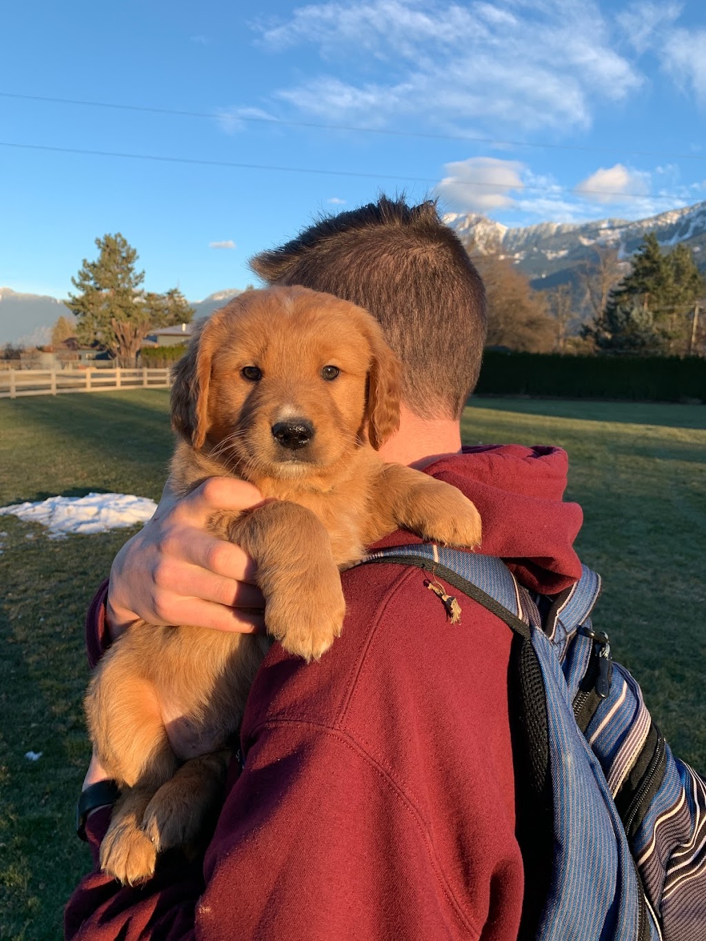Rosedale Goldens | 50755 Yale Rd, Rosedale, BC V0X 1X2, Canada | Phone: (604) 798-5939