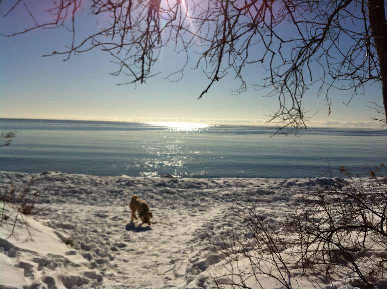 Sweet Paws Petcare | Tallships Dr, Whitby, ON L1N 9X7, Canada | Phone: (416) 450-1915