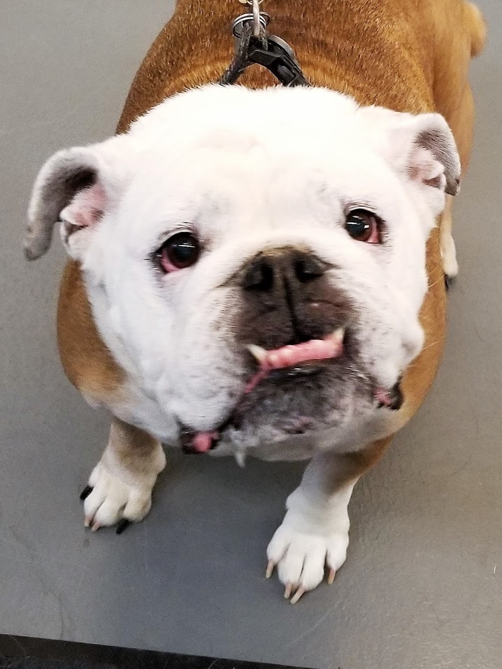 Love Your Pet Animal Care Professionals | 10213 Township Rd 284A, Crossfield, AB T0M 0S0, Canada | Phone: (403) 265-7387