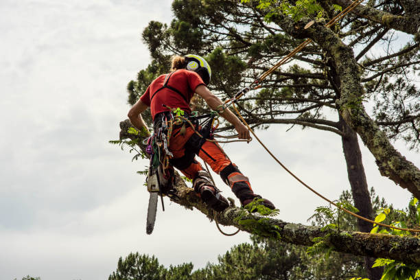 Grassroots Urban Landscaping & Tree Removal | 67 Northcliffe Dr, Winnipeg, MB R2C 4K4, Canada | Phone: (204) 400-5602